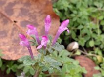 Henbit - Lamium amplexicaule